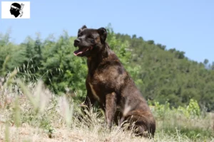 Lire la suite à propos de l’article Cão Fila de São Miguel Éleveurs et chiots en Corse