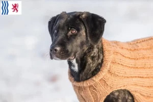 Lire la suite à propos de l’article Cão Fila de São Miguel Éleveurs et chiots en Nouvelle-Aquitaine