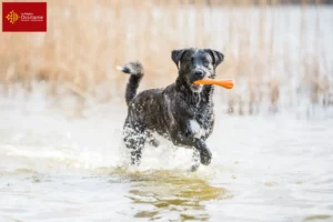 Lire la suite à propos de l’article Cão Fila de São Miguel Éleveurs et chiots en Occitanie