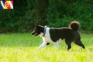 Lire la suite à propos de l’article Chien d’ours carélien éleveur et chiots en Grand Est