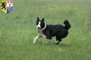 Lire la suite à propos de l’article Carélien chien d’ours éleveurs et chiots en Hauts-de-France