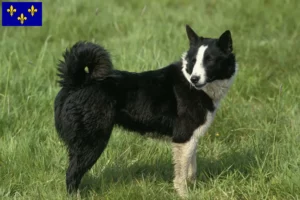 Lire la suite à propos de l’article Carélien chien d’ours éleveurs et chiots en Île-de-France