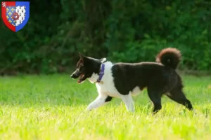 Lire la suite à propos de l’article Carélien chien d’ours éleveurs et chiots en Pays de la Loire