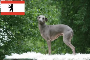 Lire la suite à propos de l’article Éleveurs de carillons italiens et chiots à Berlin