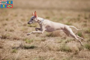 Lire la suite à propos de l’article Éleveurs de carillons italiens et chiots en Bourgogne-Franche-Comté