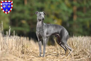 Lire la suite à propos de l’article Éleveurs de carillons italiens et chiots en Centre-Val de Loire