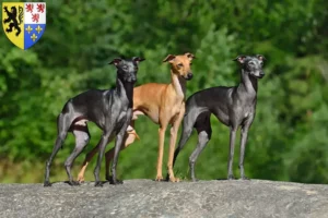 Lire la suite à propos de l’article Éleveurs de carillons italiens et chiots en Hauts-de-France