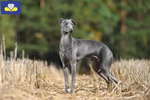 Lire la suite à propos de l’article Éleveurs de carillons italiens et chiots en Région de Bruxelles-Capitale