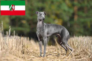 Lire la suite à propos de l’article Éleveurs de carillons italiens et chiots en Rhénanie-du-Nord-Westphalie