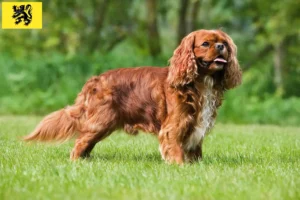 Lire la suite à propos de l’article Éleveurs de Cavalier King Charles Spaniel et chiots en Flandre