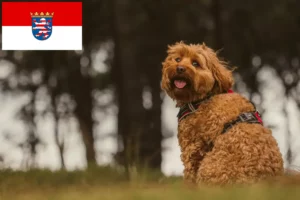 Lire la suite à propos de l’article Cavoodle éleveurs et chiots en Hesse