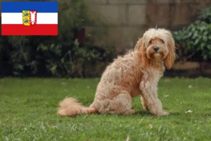 Lire la suite à propos de l’article Cavoodle éleveurs et chiots dans le Schleswig-Holstein