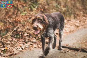 Lire la suite à propos de l’article Český fousek éleveurs et chiots en Bourgogne-Franche-Comté