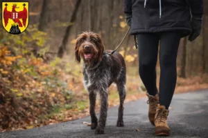 Lire la suite à propos de l’article Český fousek éleveurs et chiots dans le Burgenland