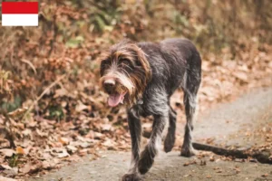 Lire la suite à propos de l’article Český fousek éleveurs et chiots à Vienne