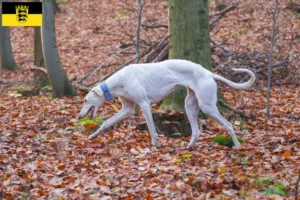 Lire la suite à propos de l’article Chart Polski éleveurs et chiots en Baden-Württemberg