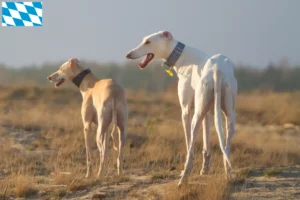 Lire la suite à propos de l’article Chart Polski Éleveurs et chiots en Bavière