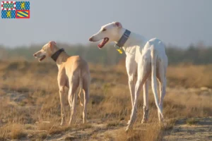 Lire la suite à propos de l’article Chart Polski éleveurs et chiots en Bourgogne-Franche-Comté