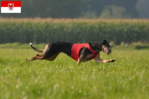 Lire la suite à propos de l’article Chart Polski éleveurs et chiots dans le Brandebourg