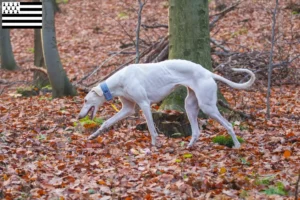 Lire la suite à propos de l’article Chart Polski éleveurs et chiots en Bretagne