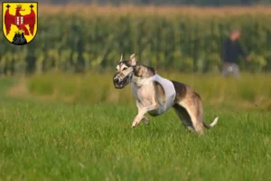 Lire la suite à propos de l’article Chart Polski éleveurs et chiots dans le Burgenland