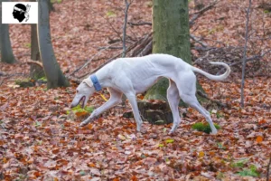 Lire la suite à propos de l’article Chart Polski éleveurs et chiots en Corse