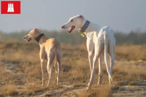 Lire la suite à propos de l’article Chart Polski éleveurs et chiots à Hambourg