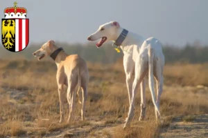 Lire la suite à propos de l’article Chart Polski éleveurs et chiots en Haute-Autriche