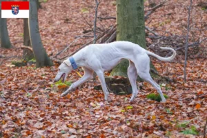 Lire la suite à propos de l’article Chart Polski Éleveurs et chiots en Hesse