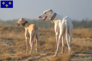 Lire la suite à propos de l’article Chart Polski Éleveurs et chiots en Île-de-France