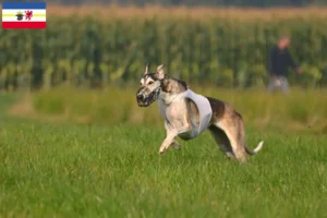 Lire la suite à propos de l’article Chart Polski éleveurs et chiots dans le Mecklembourg-Poméranie occidentale