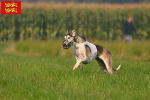 Lire la suite à propos de l’article Chart Polski éleveurs et chiots en Normandie