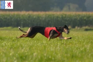 Lire la suite à propos de l’article Chart Polski éleveurs et chiots en Nouvelle-Aquitaine