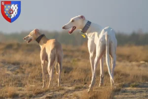 Lire la suite à propos de l’article Chart Polski Éleveurs et chiots en Pays de la Loire