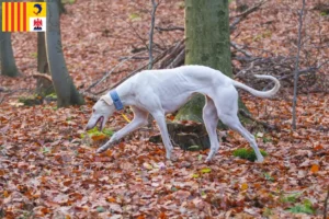 Lire la suite à propos de l’article Chart Polski éleveurs et chiots en Provence-Alpes-Côte d’Azur