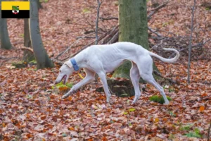 Lire la suite à propos de l’article Chart Polski Éleveurs et chiots en Saxe-Anhalt