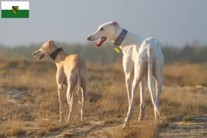 Lire la suite à propos de l’article Chart Polski éleveurs et chiots en Saxe