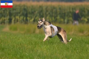 Lire la suite à propos de l’article Chart Polski éleveurs et chiots dans le Schleswig-Holstein