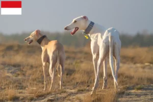 Lire la suite à propos de l’article Chart Polski éleveurs et chiots à Vienne