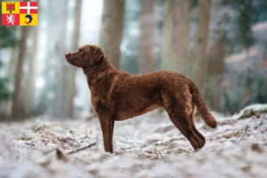 Lire la suite à propos de l’article Chesapeake Bay Retriever éleveurs et chiots en Auvergne-Rhône-Alpes