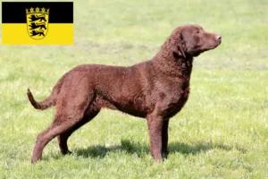 Lire la suite à propos de l’article Chesapeake Bay Retriever éleveurs et chiots en Baden-Württemberg