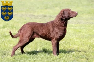 Lire la suite à propos de l’article Chesapeake Bay Retriever éleveurs et chiots en Basse-Autriche