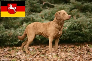 Lire la suite à propos de l’article Chesapeake Bay Retriever éleveurs et chiots en Basse-Saxe