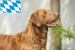 Lire la suite à propos de l’article Chesapeake Bay Retriever éleveurs et chiots en Bavière