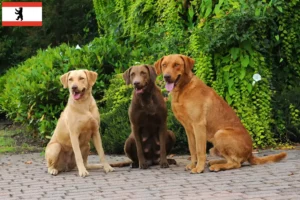 Lire la suite à propos de l’article Chesapeake Bay Retriever éleveurs et chiots à Berlin