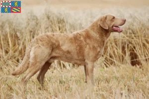 Lire la suite à propos de l’article Chesapeake Bay Retriever éleveurs et chiots en Bourgogne-Franche-Comté