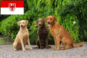 Lire la suite à propos de l’article Chesapeake Bay Retriever éleveurs et chiots dans le Brandebourg