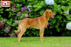 Lire la suite à propos de l’article Chesapeake Bay Retriever éleveurs et chiots à Brême