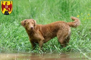 Lire la suite à propos de l’article Chesapeake Bay Retriever éleveurs et chiots dans le Burgenland