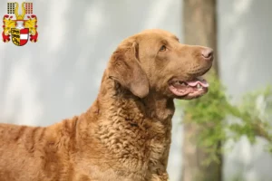 Lire la suite à propos de l’article Chesapeake Bay Retriever éleveurs et chiots en Carinthie